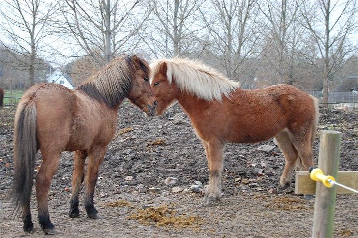 Islænder Gliri fra Krogagre - den dag han kom til Lundtoftegaard (: billede 9