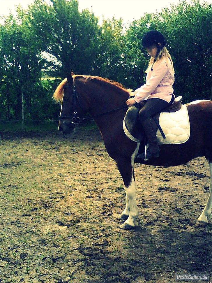 Anden særlig race indi *EFTERLYST* - dressur træning med julie og indi billede 3