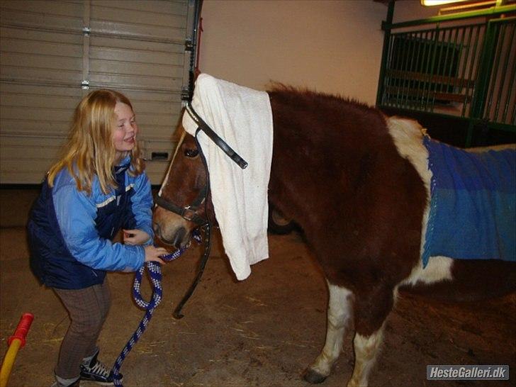 Anden særlig race indi *EFTERLYST* - Hyggedag billede 6