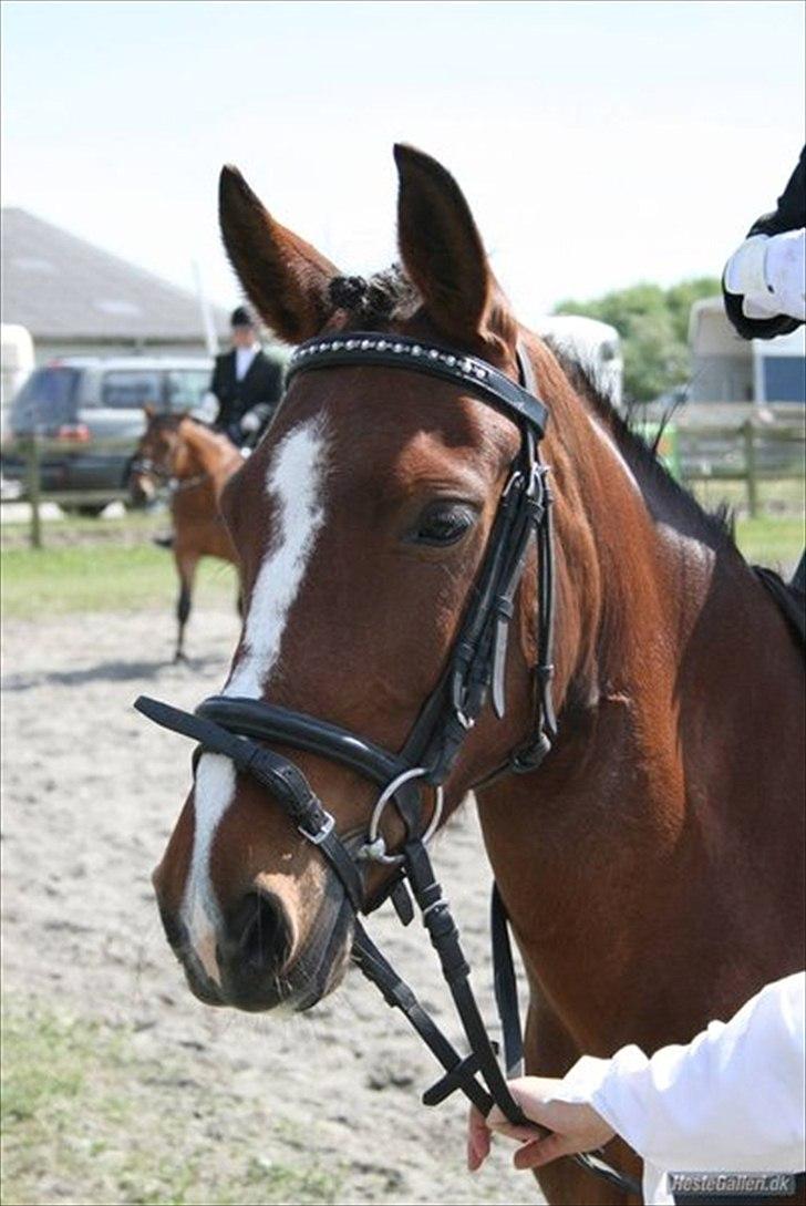 Anden særlig race Lady Nobél - Velkommen til Duttens profil ;D billede 1