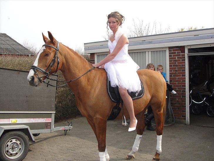 Anden særlig race Robbin billede 1