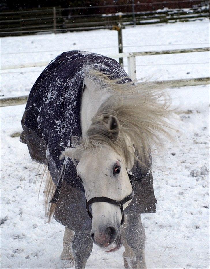 Lipizzaner Amadeus ("part") billede 17