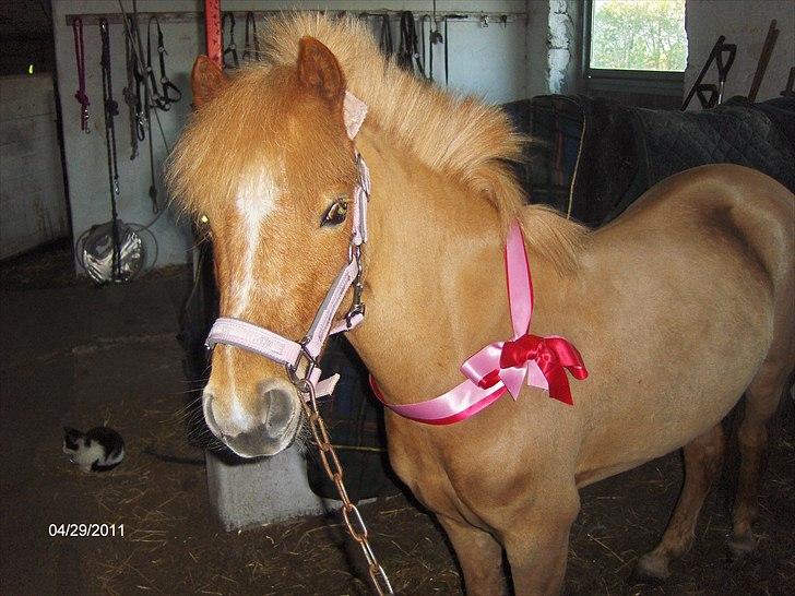 Welsh Pony (sec B) Rødsandsgaards Beauty - da hun fik den i fødselsdagsgave :-) billede 6
