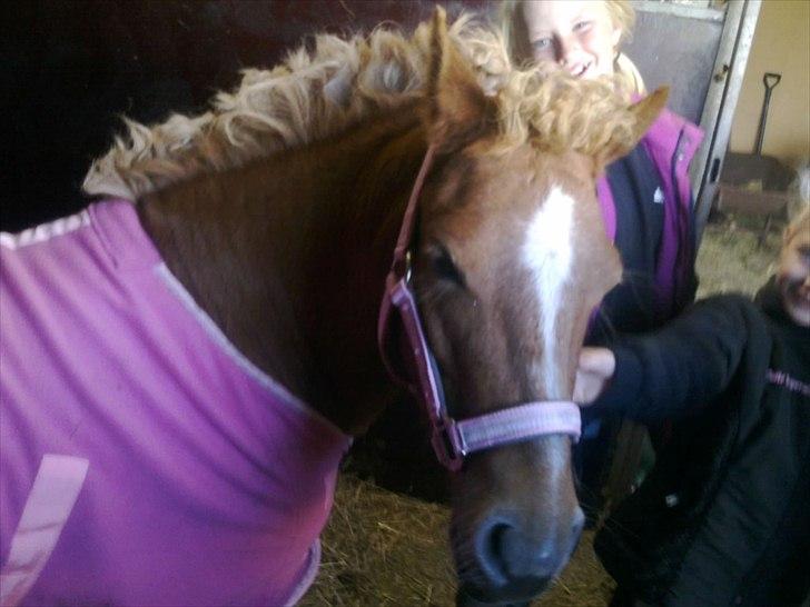 Welsh Pony (sec B) Rødsandsgaards Beauty - total pophår efter stævne :-) billede 10