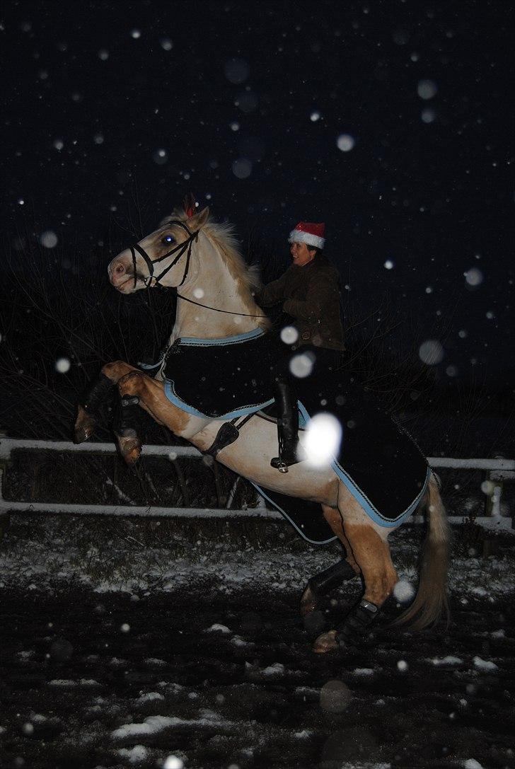 Palomino Valdemar af Lillevang *** SOLGT*** - Den første sne - bare rolig, Valdemar stejler kun på kommando:-) billede 11