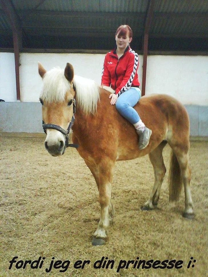 Tyroler Haflinger Wilox  billede 16