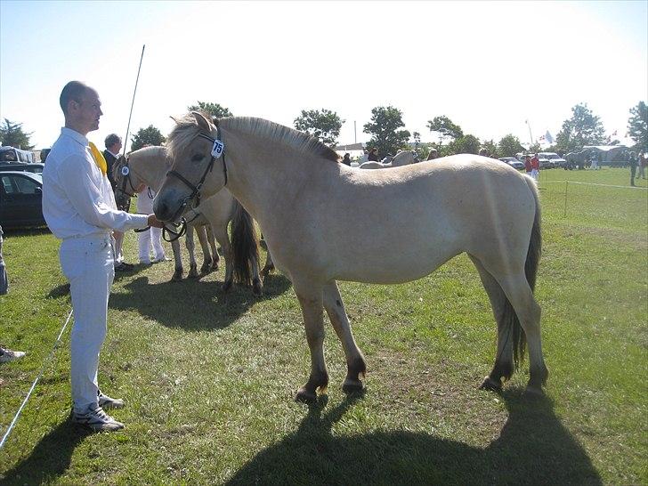 Fjordhest Larsmindes Madeleine billede 9