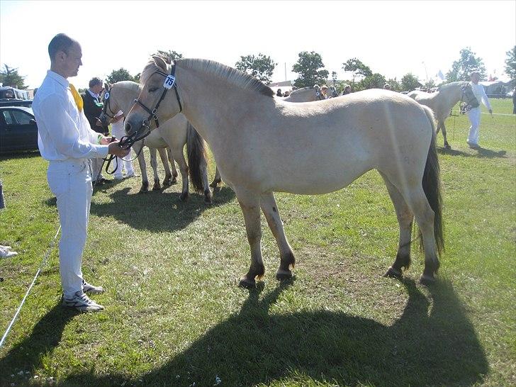 Fjordhest Larsmindes Madeleine billede 10