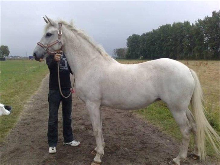 Arabisk fuldblod (OX) Pasja - Min smukke araber Pasja .  billede 1