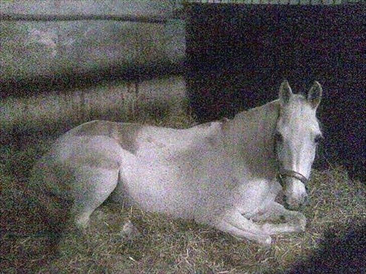 Arabisk fuldblod (OX) Pasja - Pasja der hygger i boksen . billede 5