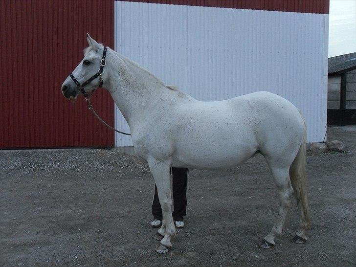 Arabisk fuldblod (OX) Pasja billede 6