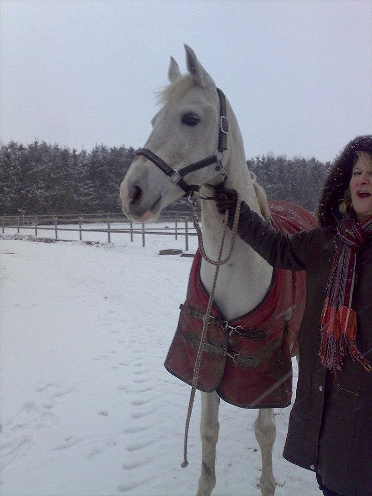 Arabisk fuldblod (OX) Pasja - Pasja i sne med min mor . ( Fra vinter 2009 ). billede 7