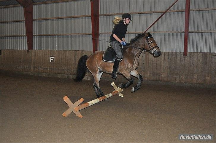 Dansk Varmblod Pyrussander Elevhest - Omg xD haha Taget af: Amanda Schubert^^ billede 15