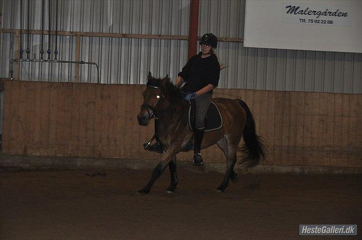 Dansk Varmblod Pyrussander Elevhest - Galop Taget af: Amanda Schubert^^ billede 16