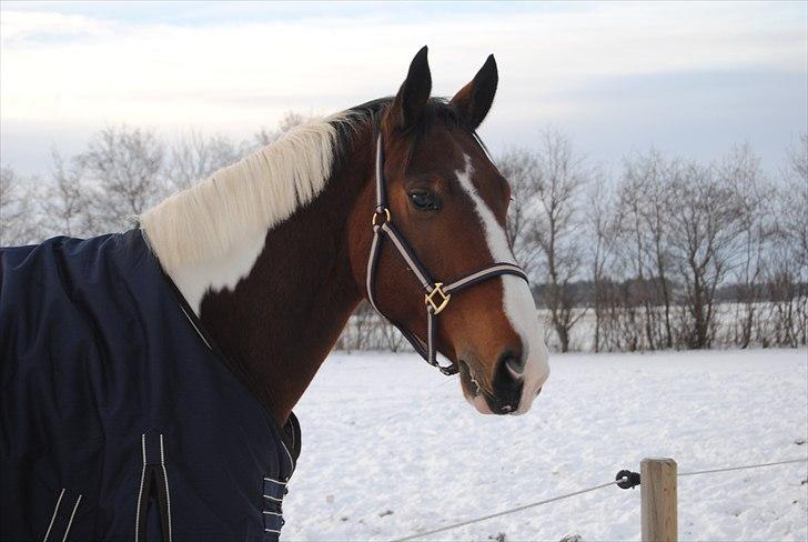 Pinto Vandlinggårds Heartbreaker -  -Billede taget af Anne-Sofie. billede 9