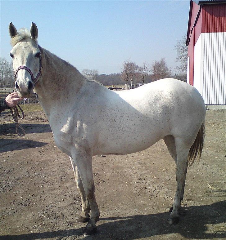 Arabisk fuldblod (OX) Pasja billede 19