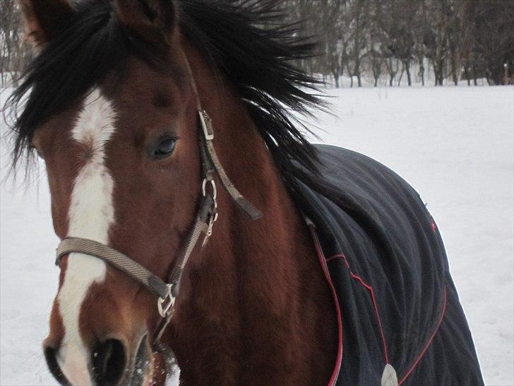 Anden særlig race Miss Monique billede 1