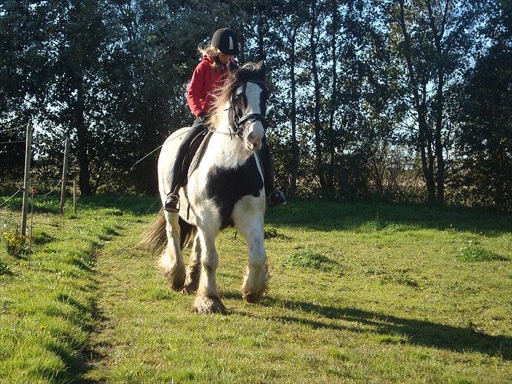 Irish Cob Beers Paddy billede 2