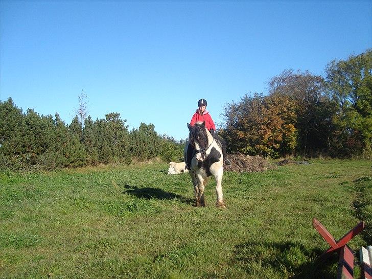 Irish Cob Beers Paddy billede 4