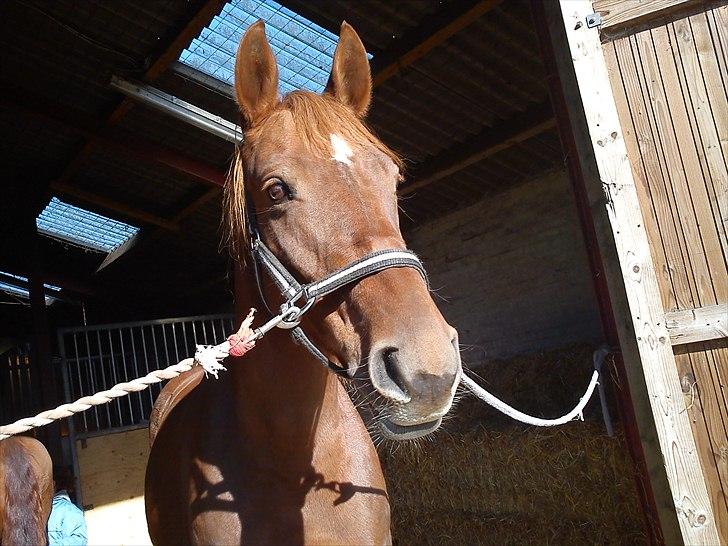 Anden særlig race Fie - Fie der står i døråbningen og kigger ud over gårdspladsen billede 1