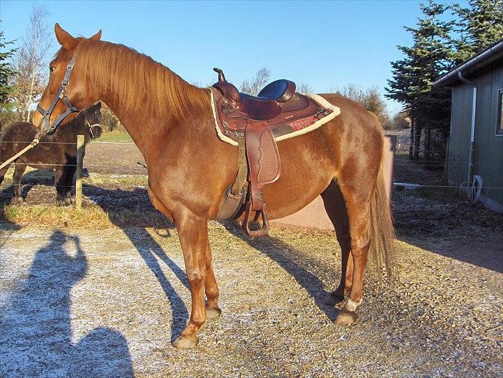 Anden særlig race Fie billede 2