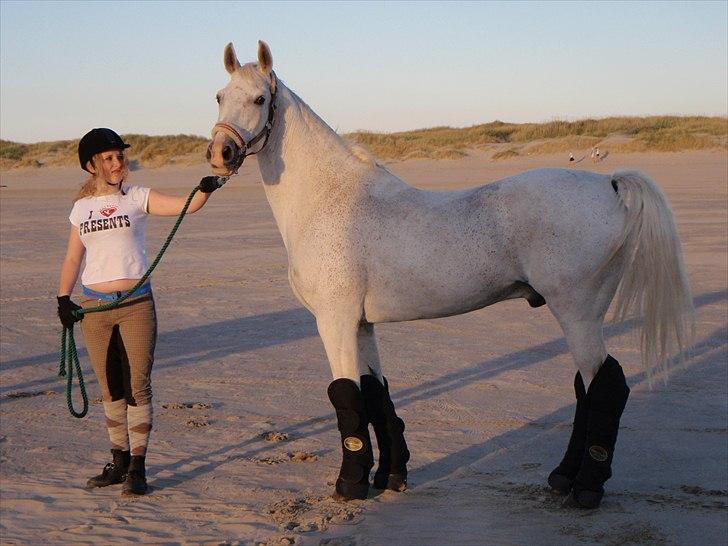 Hollandsk Sportspony Karmalita Dancing Devil billede 6