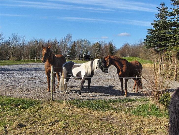 Anden særlig race Fie billede 3