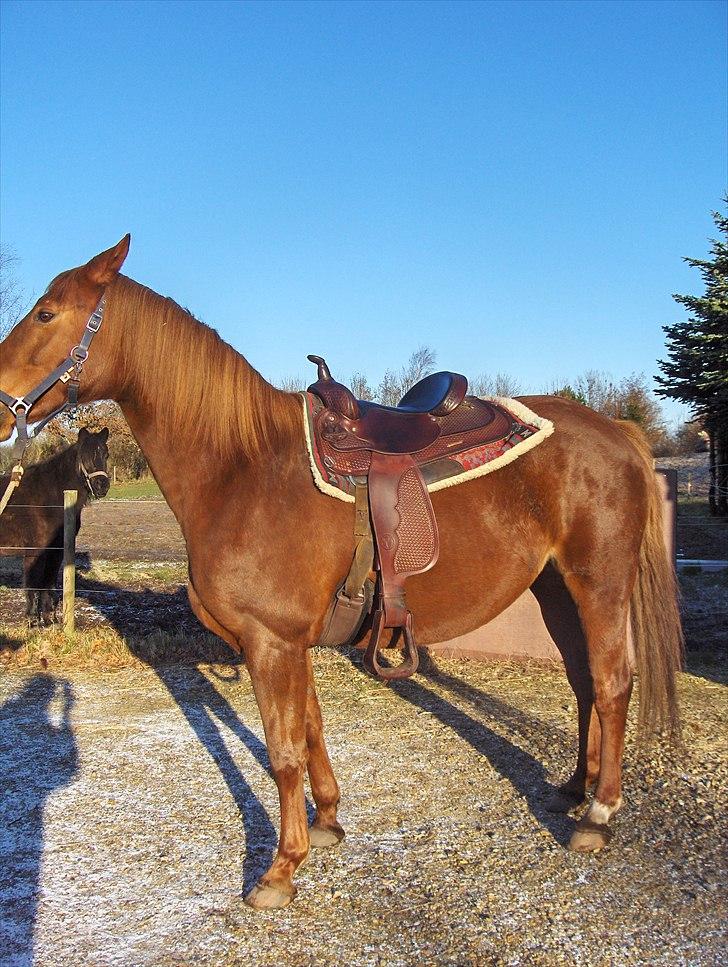 Anden særlig race Fie billede 4
