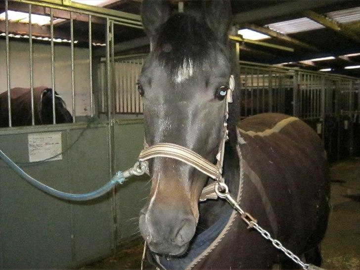 Anden særlig race Sheila  billede 1