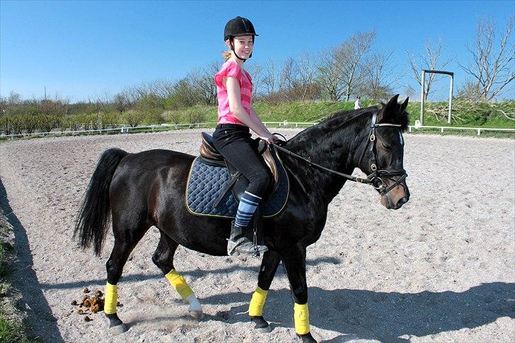 Anden særlig race Sheila  billede 6