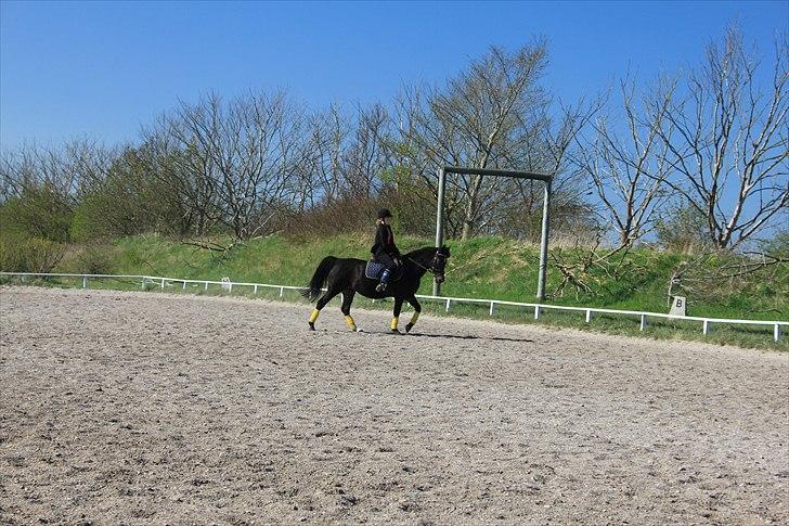 Anden særlig race Sheila  - du er ikke den bedste til alt! men du er den bedste til mig <3 billede 8