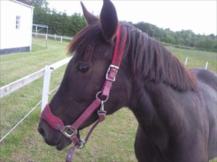 Anden særlig race Sheila  - jeg har prøvet på at fortælle dig hvor meget jeg elsker dig, men det er ubeskriveligt billede 9