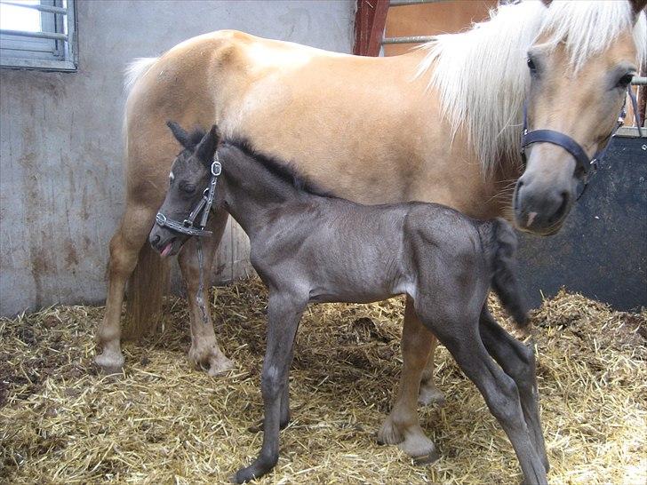 Anden særlig race chrauq *solgt* billede 1