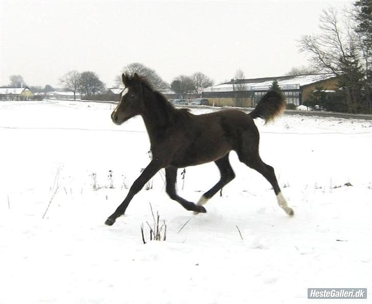 Dansk Varmblod Graversgaards Banda-Api  Solgt - Flyvende, ved Merete, vinter 2009 billede 4