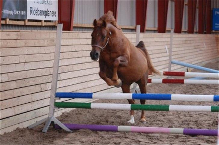 Anden særlig race Pasadena "tyksakken"<3. - lidt løsspringning. billede 3