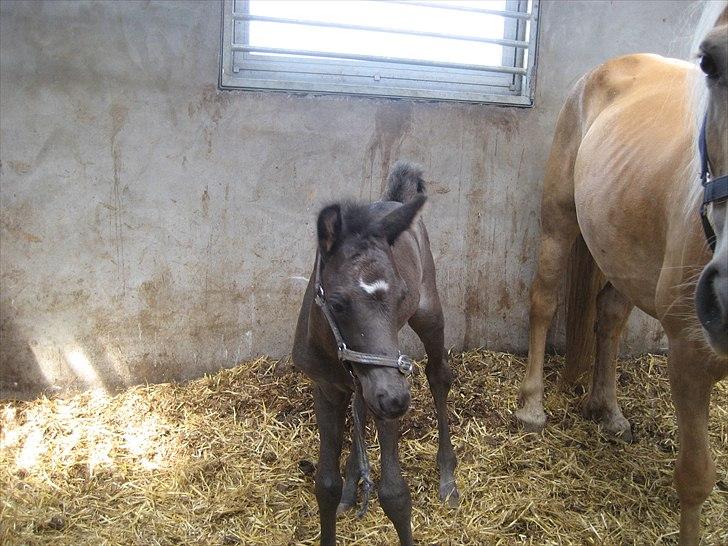 Anden særlig race chrauq *solgt* billede 2