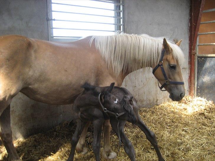 Anden særlig race chrauq *solgt* billede 3