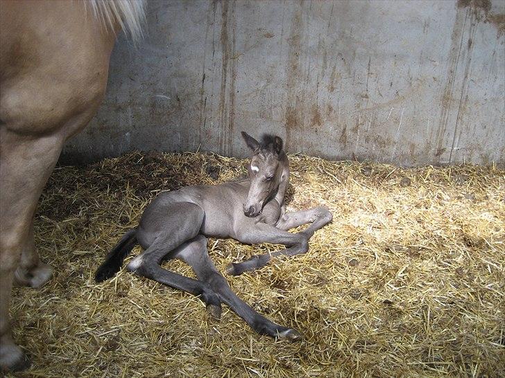 Anden særlig race chrauq *solgt* billede 4