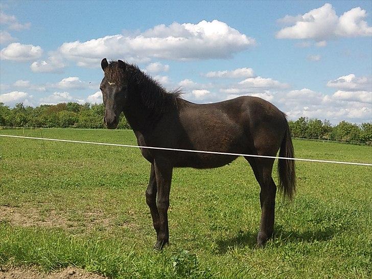 Anden særlig race chrauq *solgt* billede 5