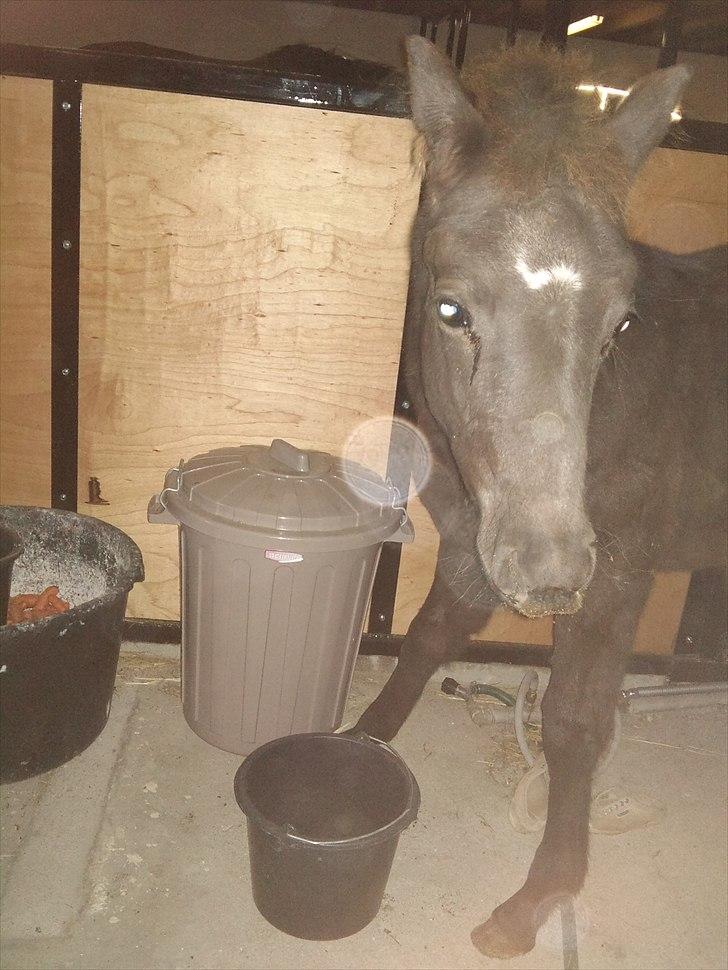 Anden særlig race chrauq *solgt* billede 6