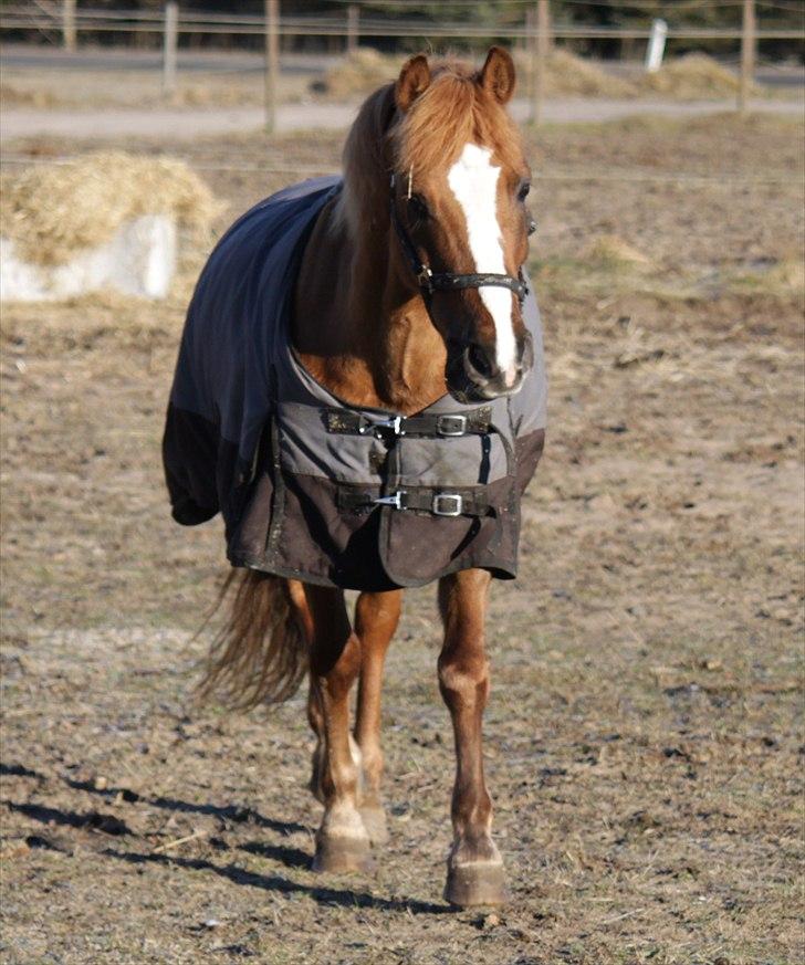 Hollandsk Sportspony Benny (GL PART) - ©NB© billede 2