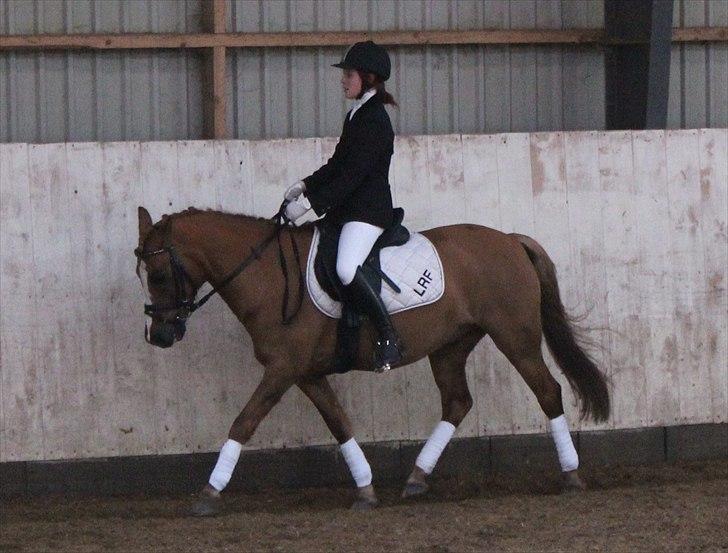 Hollandsk Sportspony Benny (GL PART) - Foto: ida r billede 3