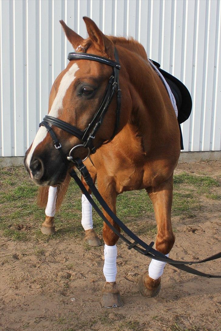 Hollandsk Sportspony Benny (GL PART) - ©JN© billede 4