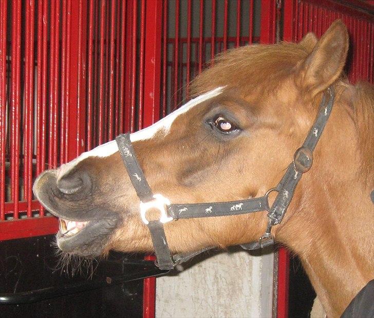 Hollandsk Sportspony Benny (GL PART) - foto = far billede 5