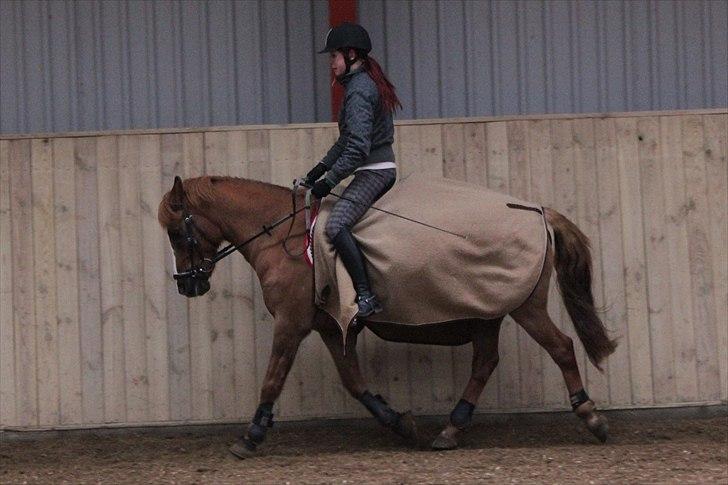 Hollandsk Sportspony Benny (GL PART) - foto = far billede 6