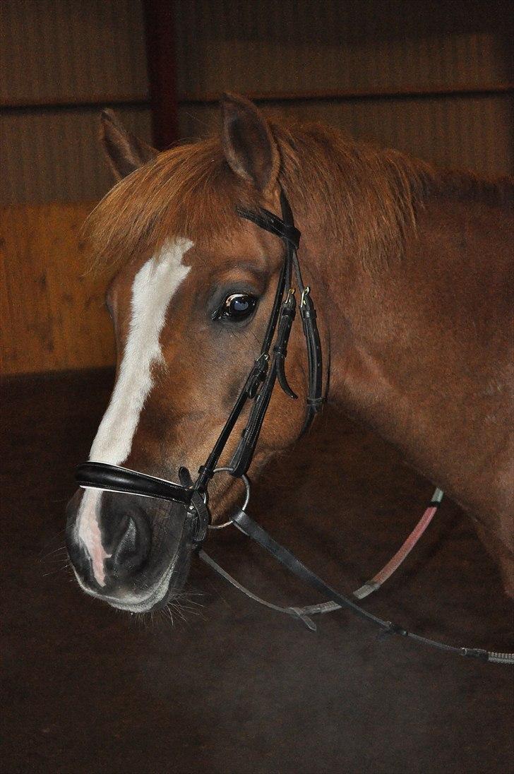 Hollandsk Sportspony Benny (GL PART) - © LKB © billede 7