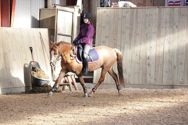 Hollandsk Sportspony Benny (GL PART) - © NB © billede 8