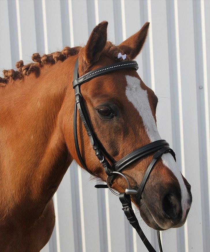 Hollandsk Sportspony Benny (GL PART) - ©JN© billede 9