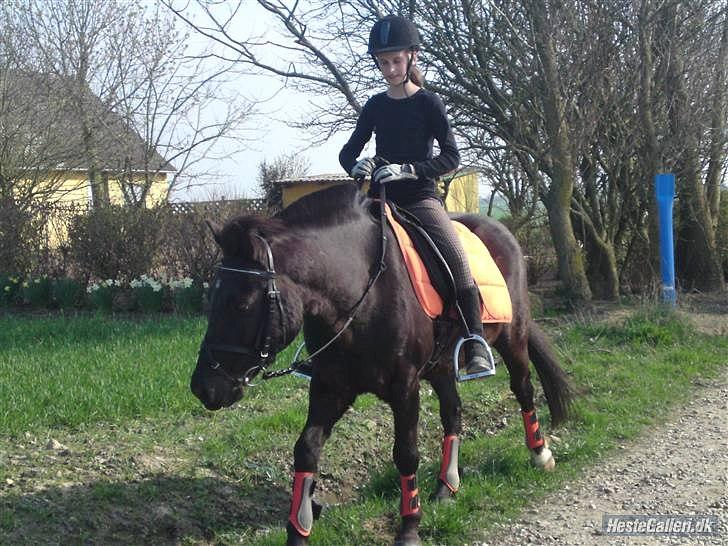 New Forest Lindholms Micky - Skridter af... billede 11