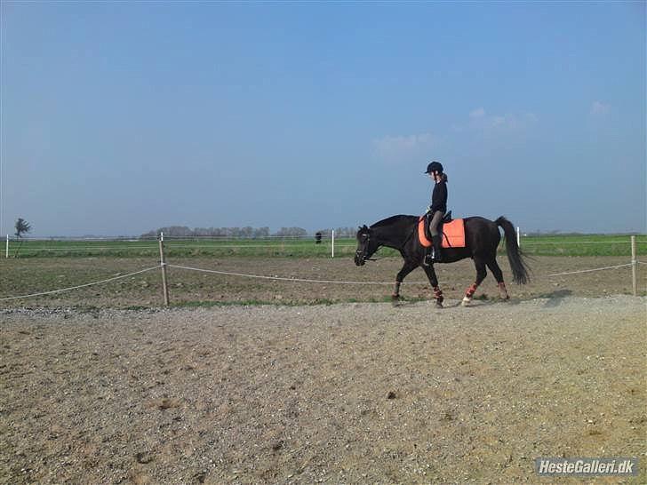 New Forest Lindholms Micky - Skridter af igen... billede 13